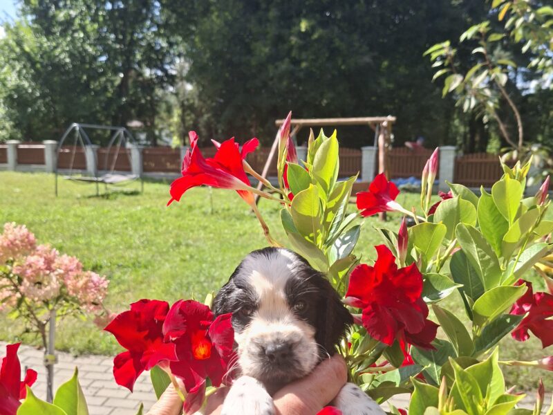 Springer Spaniel Angielski ZKwP