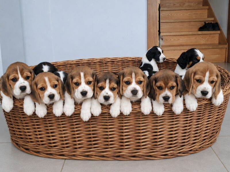 Beagle ZKwP