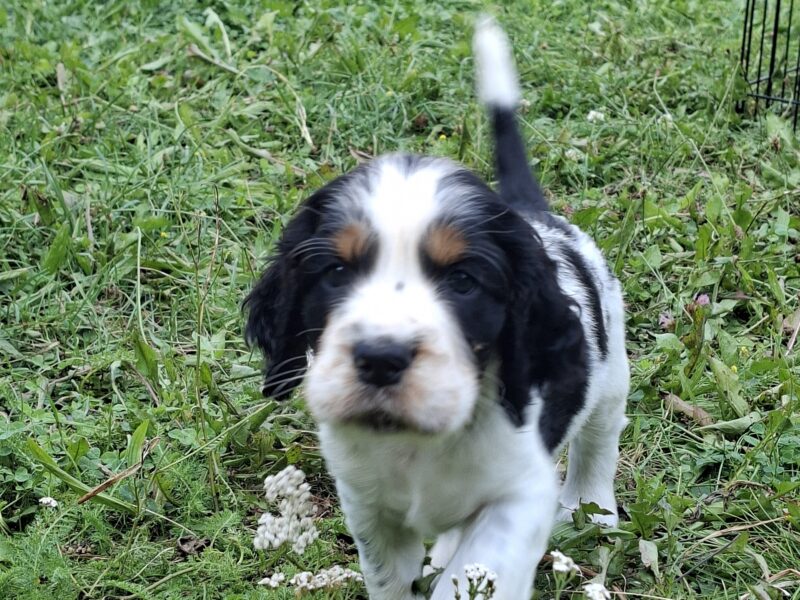 Springer Spaniel Angielski ZKwP
