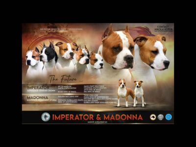 American Staffordshire Terrier – szczenięta