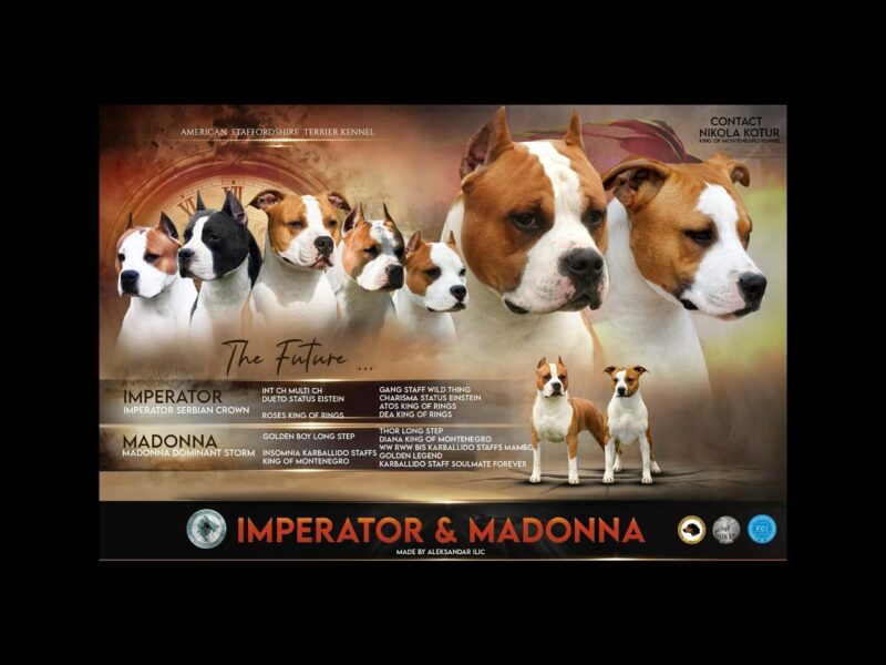 American Staffordshire Terrier – szczenięta
