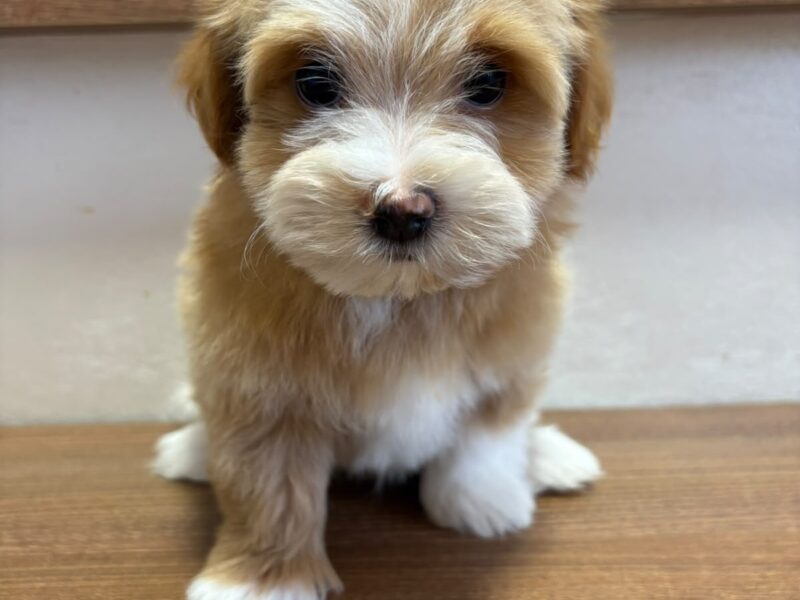 Hawańczyk piękne szczenięta