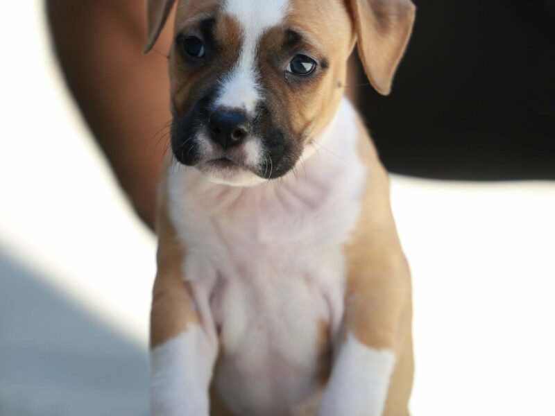 American Staffordshire Terrier – szczenięta