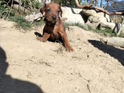 Miot "Serce Afryki" - Rhodesian Ridgeback szczeniak FCI