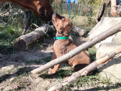 Rhodesian Ridgeback FCI – miot „Serce Afryki” | wyjątkowe linie afrykańskie | ur. 18.09.2026