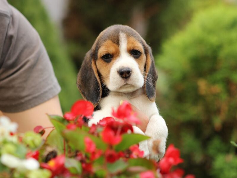 Beagle - szczeniaczki ZKwP po Championie PL.