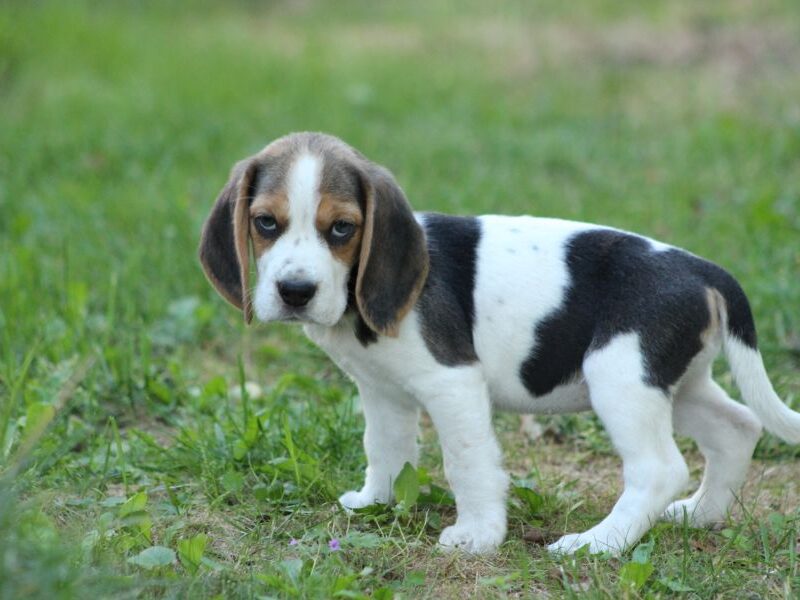 Beagle - szczeniaczki ZKwP po Championie PL.