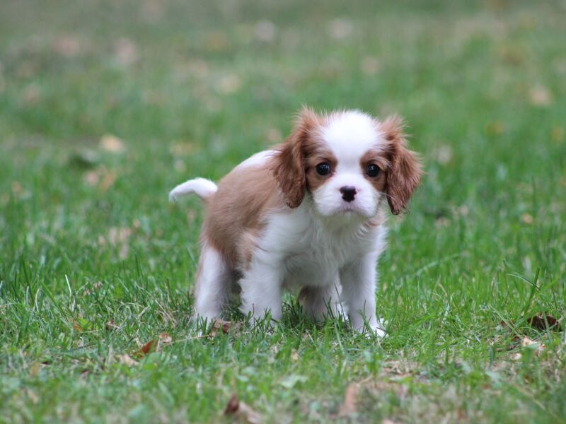 Cavalier King Charles Spaniel-szczeniaczek ZKwP