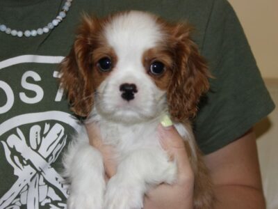 Cavalier King Charles Spaniel-szczeniaczek ZKwP