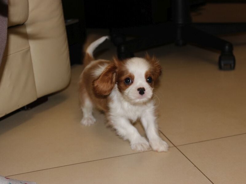 Cavalier King Charles Spaniel-szczeniaczek ZKwP