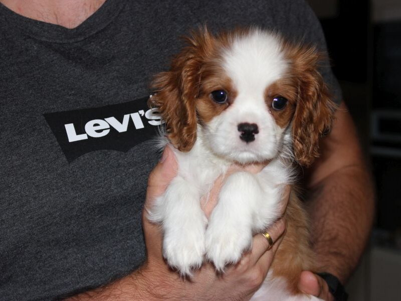 Cavalier King Charles Spaniel-szczeniaczek ZKwP