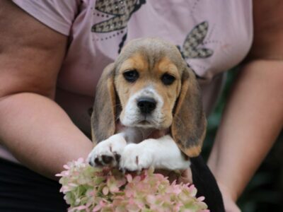 Beagle Panny do wzięcia ZKwP/FCI po Champione Polski