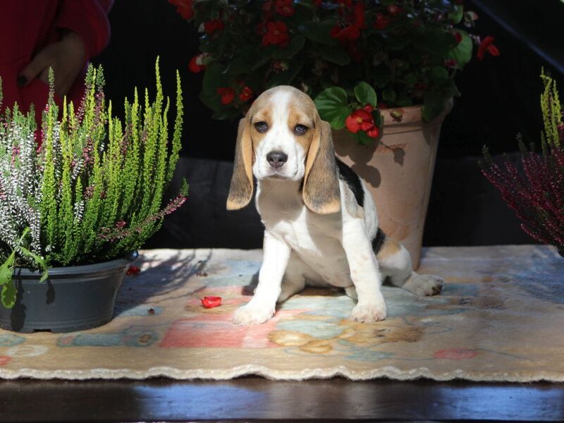 Beagle - szczeniaczki ZKwP po Championie PL.