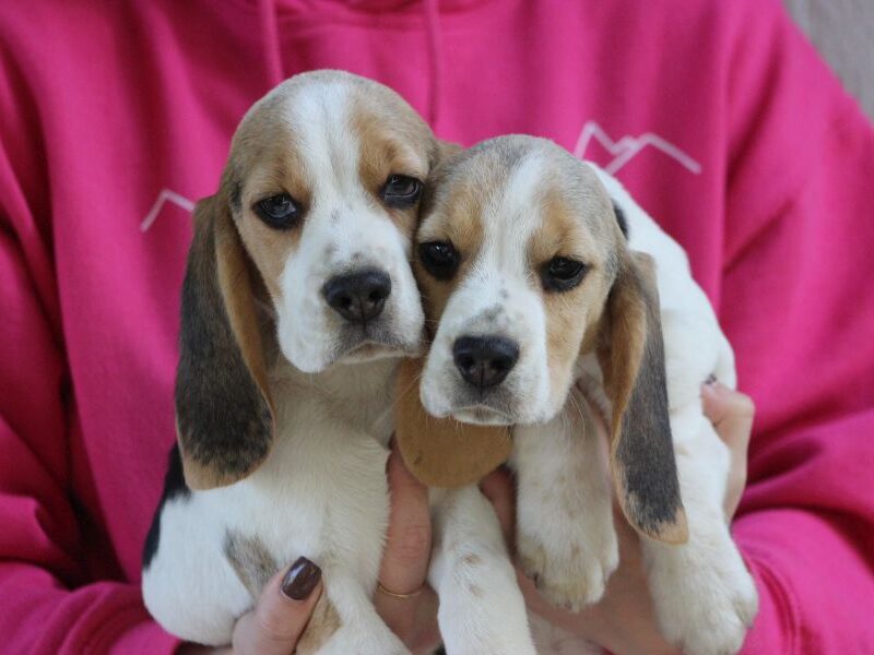 Beagle - szczeniaczki ZKwP po Championie PL.