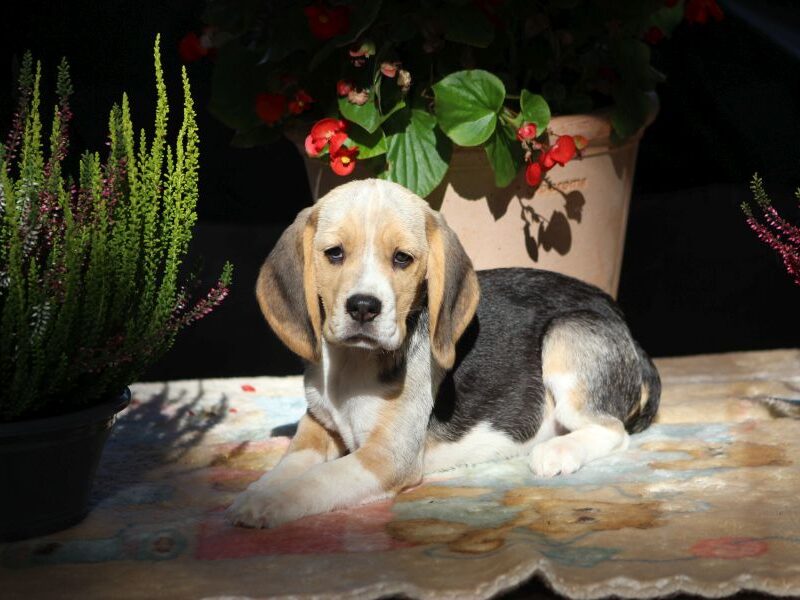Beagle - szczeniaczki ZKwP po Championie PL.