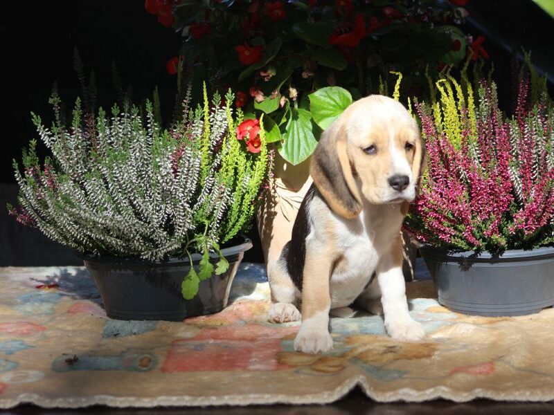 Beagle - szczeniaczki ZKwP po Championie PL.