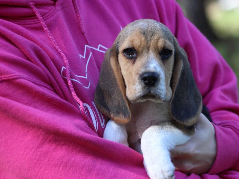 Beagle - szczeniaczki ZKwP po Championie PL.
