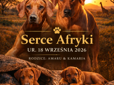 Rhodesian Ridgeback FCI – miot „Serce Afryki” | wyjątkowe linie afrykańskie | ur. 18.09.2026