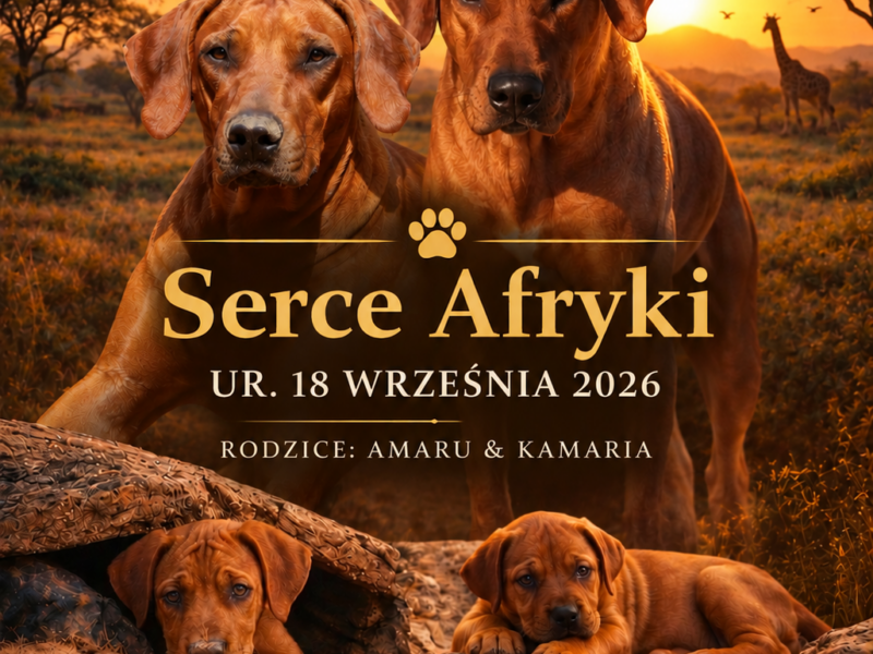 Rhodesian Ridgeback FCI – miot „Serce Afryki” | wyjątkowe linie afrykańskie | ur. 18.09.2026