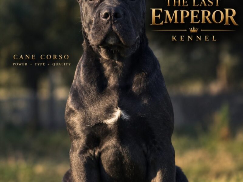 Cane Corso suczka