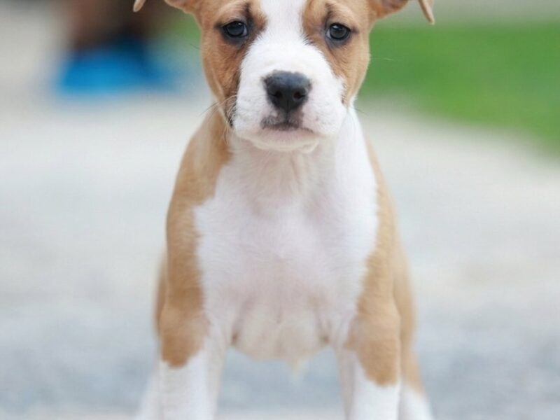 American Staffordshire Terrier – szczenięta