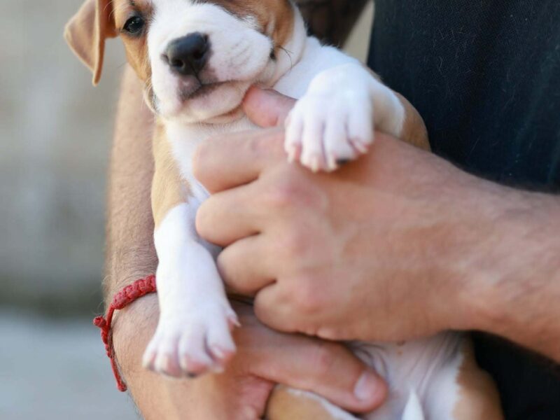 American Staffordshire Terrier – szczenięta