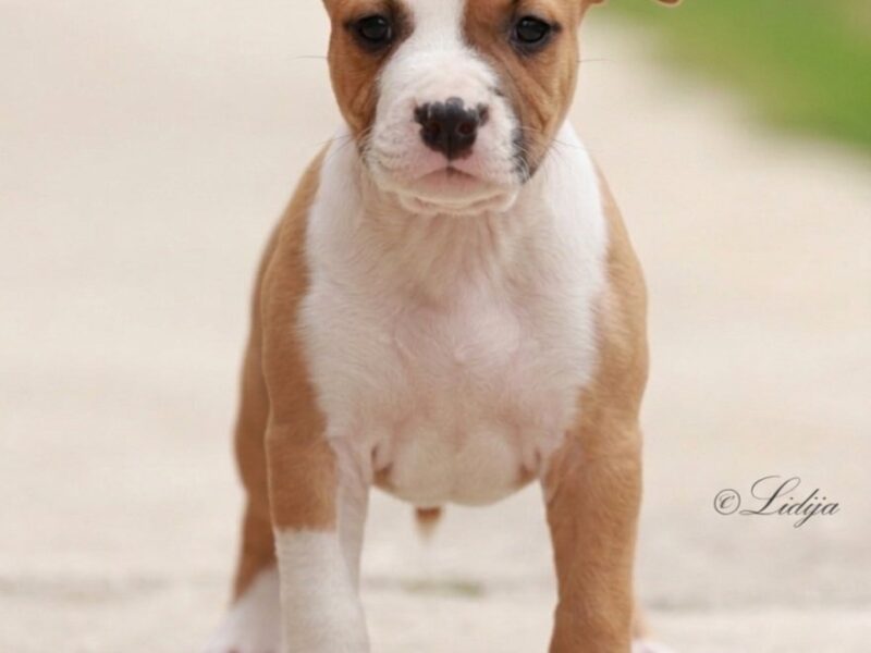 American Staffordshire Terrier – szczenięta