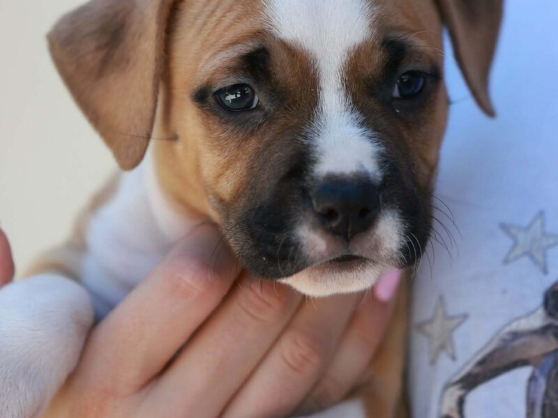 American Staffordshire Terrier – szczenięta