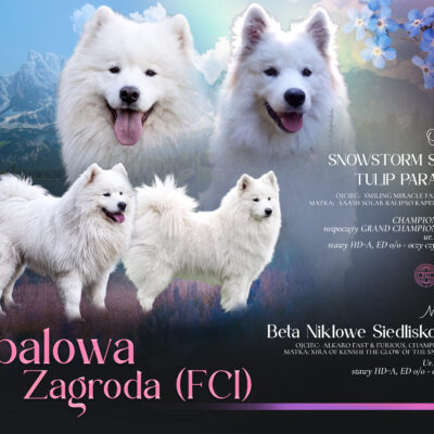 Obalowa Zagroda FCI