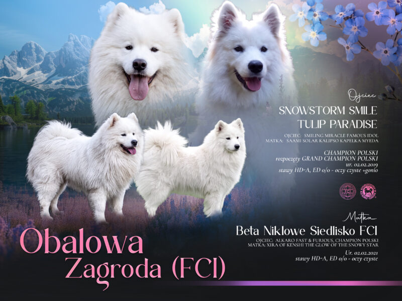 Samoyed suczka