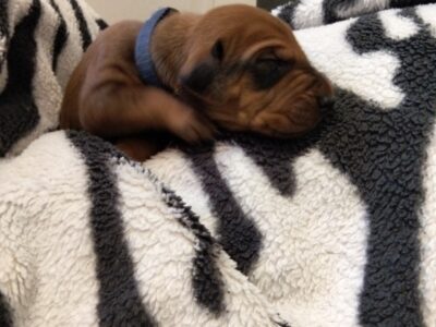 Miot "Serce Afryki" - Rhodesian Ridgeback szczeniak FCI