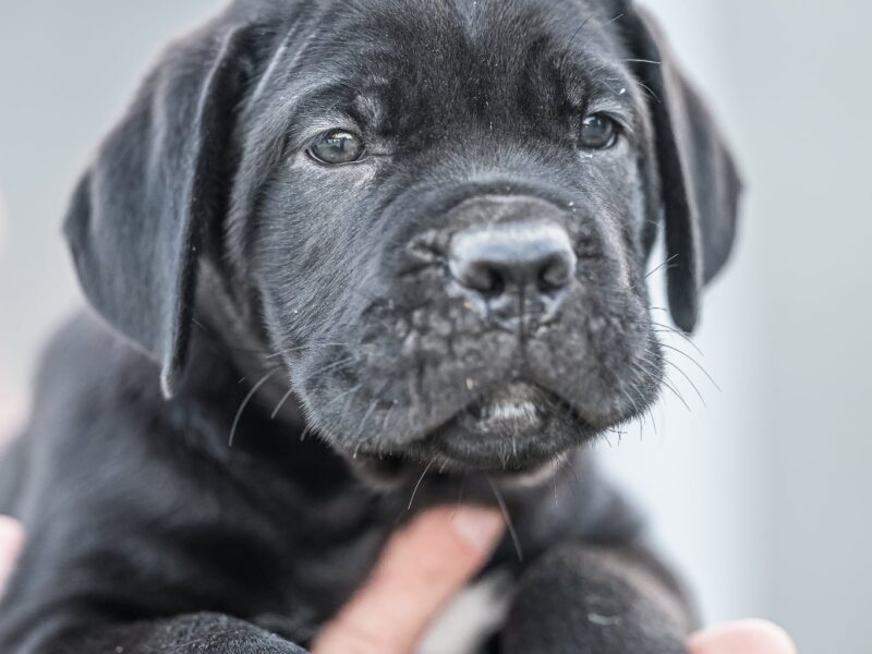 Cane Corso piękne szczenięta