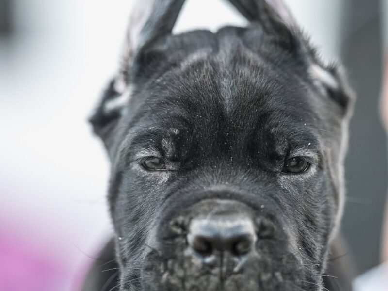 Cane Corso piękne szczenięta