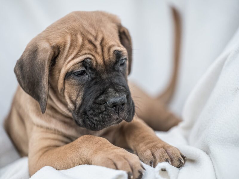 Cane Corso piękne szczenięta