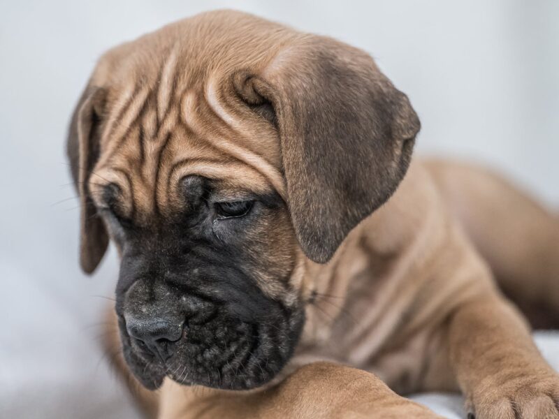 Cane Corso piękne szczenięta