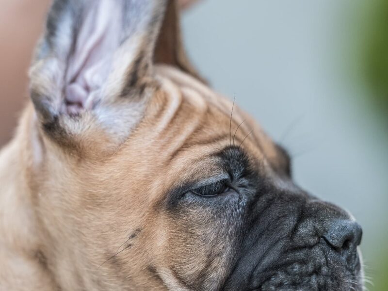 Cane Corso piękne szczenięta