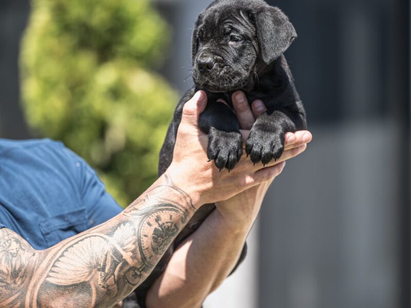 Cane Corso piękne szczenięta