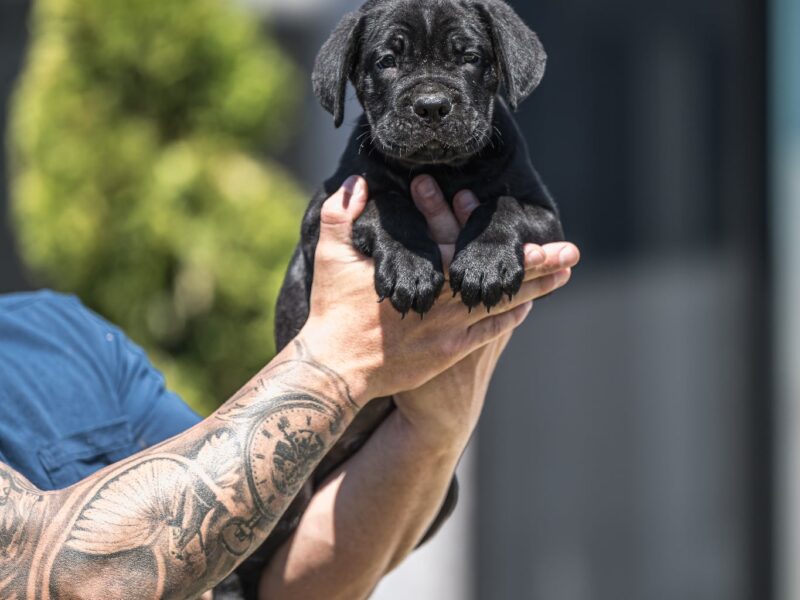 Cane Corso piękne szczenięta