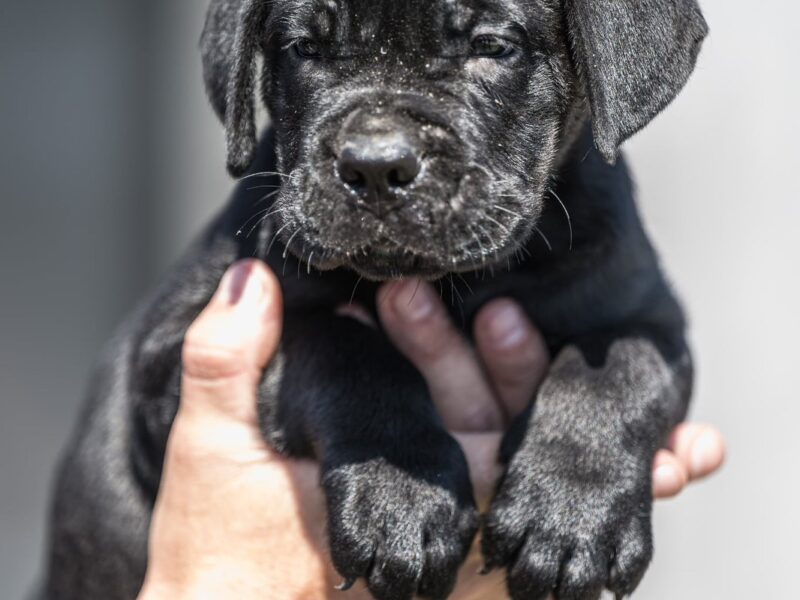 Cane Corso piękne szczenięta