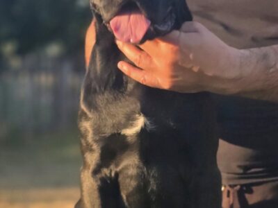 Cane Corso suczka