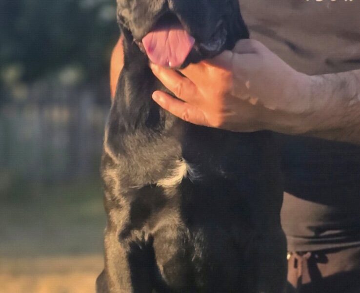 Cane Corso suczka