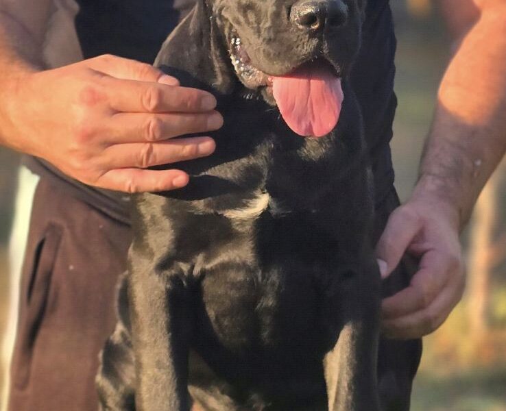 Cane Corso suczka