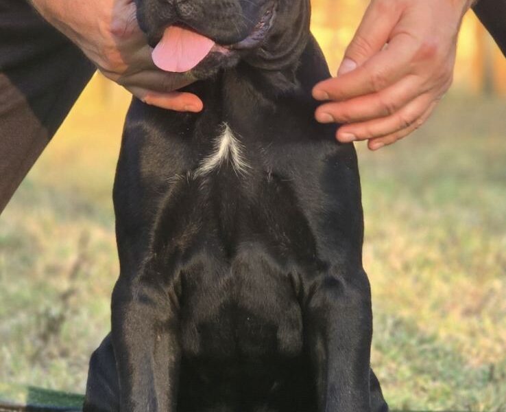 Cane Corso suczka