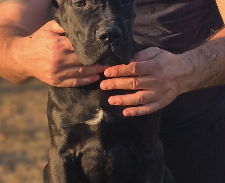 Cane Corso suczka