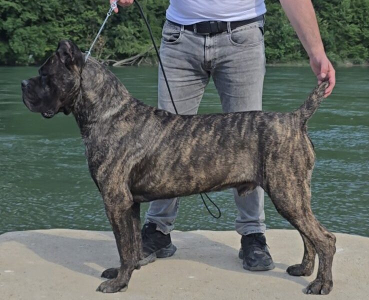 Cane Corso suczka