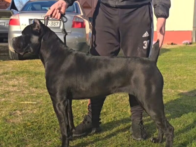 Cane Corso suczka