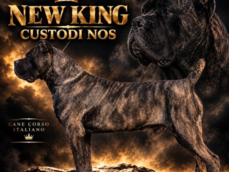 Cane Corso suczka