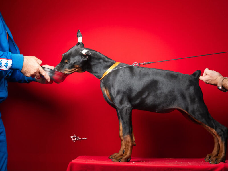 Szczenięta dobermana