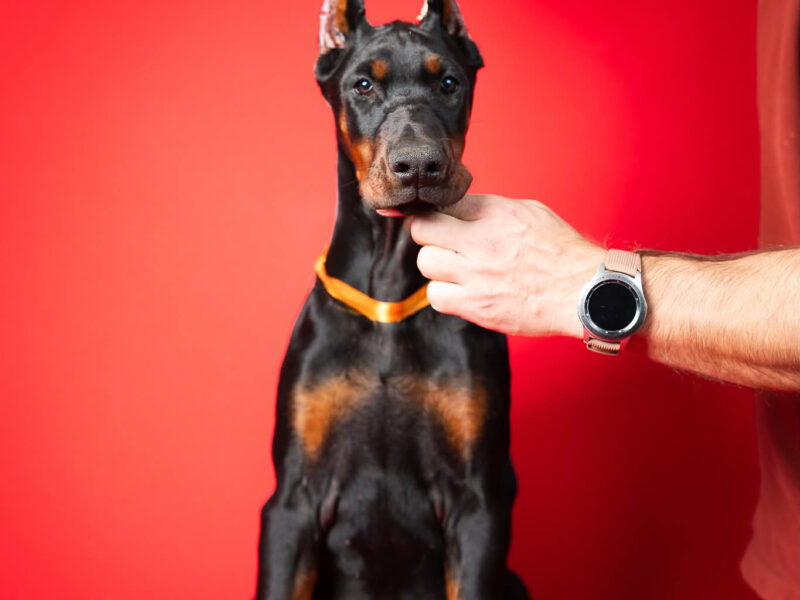 Szczenięta dobermana