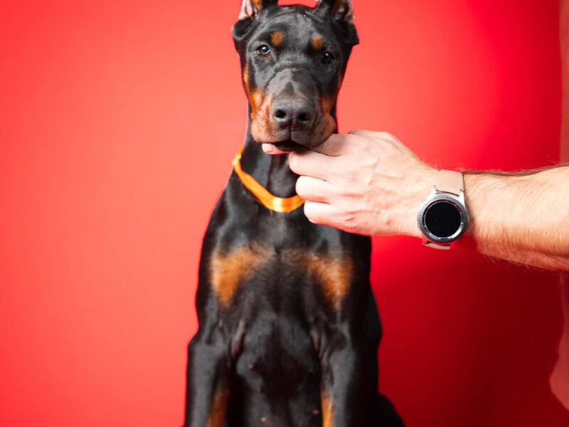 Szczenięta dobermana